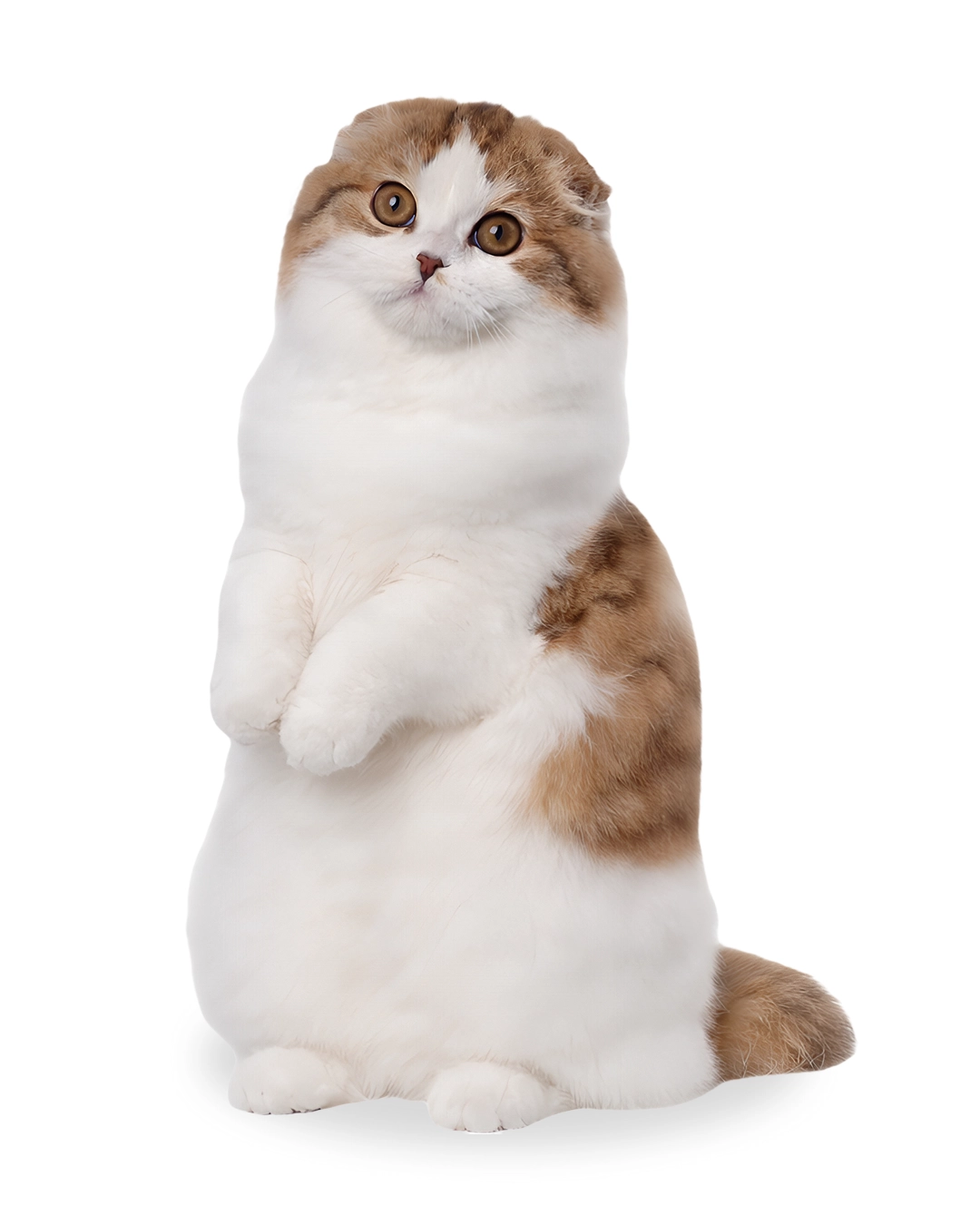 Galaxy Cat