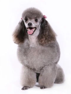 Galaxy Dog